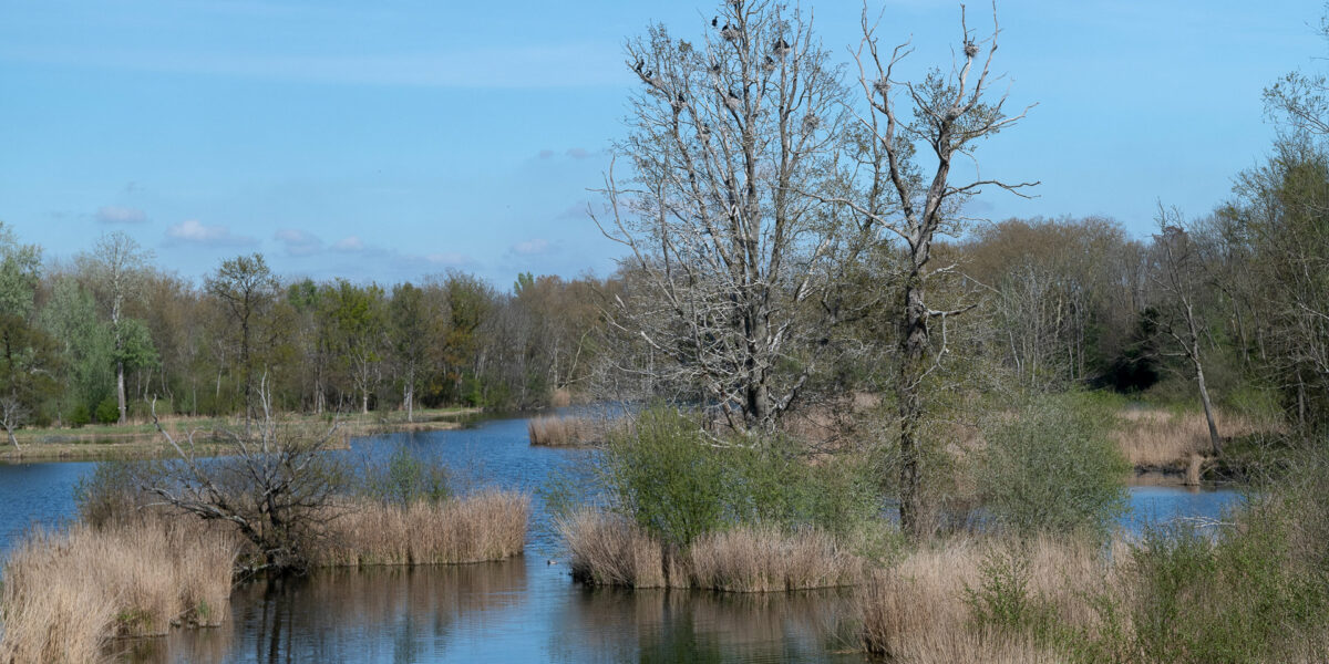 Marais de Fontenay-le-Vicomte et le dortoir des cormorans (photo par Jacek Jedruszek).