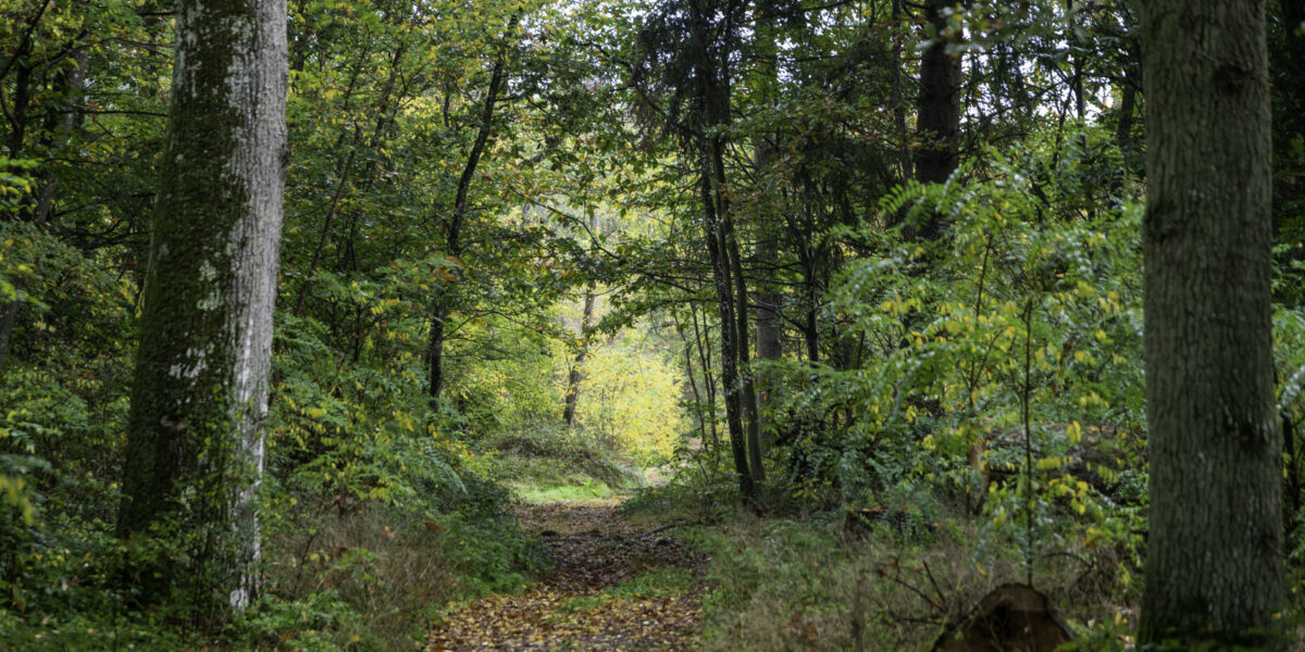 Forêt de Fontainebleau (photo par Jacek Jedruszek).