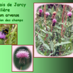 Marais de Jarcy : Chardon des champs, Cirsium arvense