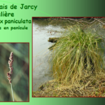 Marais de Jarcy : Laiche en panicule, Carex paniculata