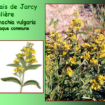 Marais de Jarcy : Lysimaque commune, Lysimachia vulgaris