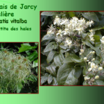 Marais de Jarcy : Clématite des haies, Clematis vitalba