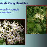 Marais de Jarcy : Cornouiller sanguin, Cornus sanguinea