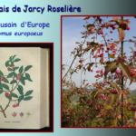 Marais de Jarcy : Fusain d'Europe, Euonymus europaeus