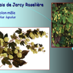 Marais de Jarcy : Houblon mâle, Humulus lupulus