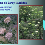 Marais de Jarcy : Sureau commun, Sambucus nigra L.