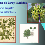 Marais de Jarcy : Nerprun purgatif, Rhamnus cathartica L.