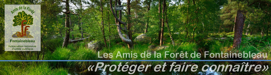 Bannière association Les Amis de la Forêt de Fontainebleau