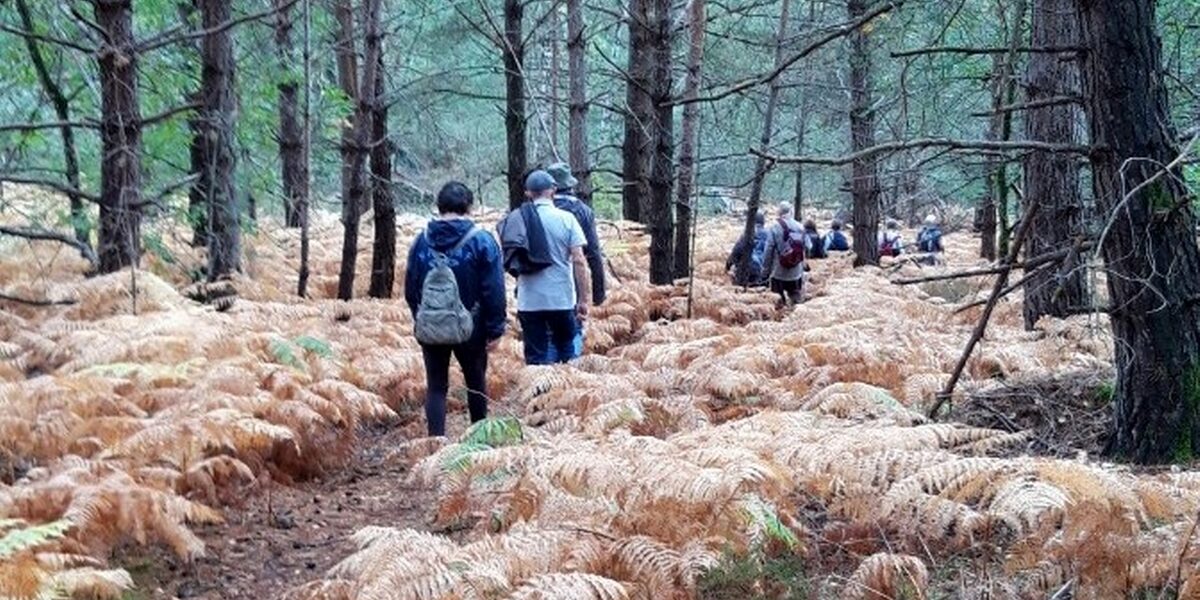 Randonnée pédestre en forêt des Trois Pignons.