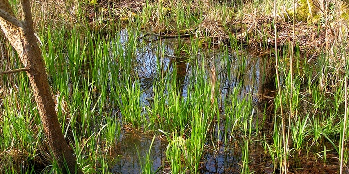 Chantier nature au marais de Jarcy le samedi 13 mars 2021 (Le Geai).