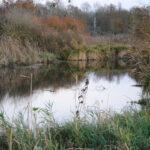 Marais de Jarcy (Le Geai, novembre 2012)