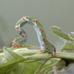 Marais de Jarcy : Cyclophora punctaria (chenille)