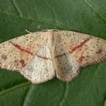 Marais de Jarcy : Cyclophora punctaria