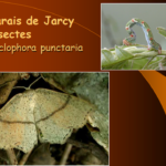 Marais de Jarcy : Cyclophora punctaria