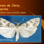Marais de Jarcy : Eudonia mercurella (mâle)