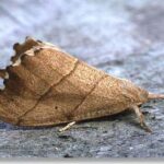 Marais de Jarcy : Falcaria lacertinaria