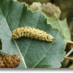 Marais de Jarcy : Falcaria lacertinaria (chenille)