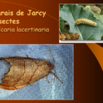 Marais de Jarcy : Falcaria lacertinaria