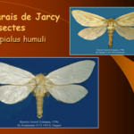 Marais de Jarcy : Hepialus humuli
