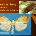 Marais de Jarcy : Miltochrista miniata