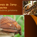 Marais de Jarcy : Philudoria potatoria
