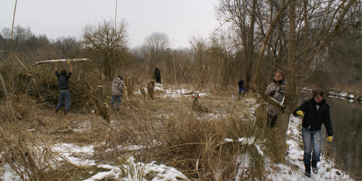 Marais de Jarcy (Le Geai, février 2010)