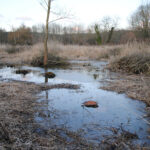 Marais de Jarcy (Le Geai, avril 2009)