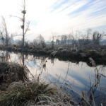 Marais de Jarcy (Le Geai, décembre 2013)