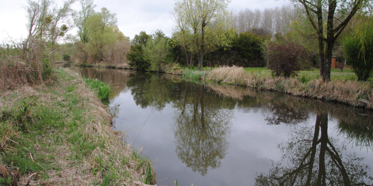 Marais de Jarcy (Le Geai, avril 2014)