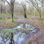 Marais de Jarcy (Le Geai, avril 2016)