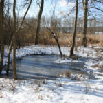 Marais de Jarcy (Le Geai, avril 2009)