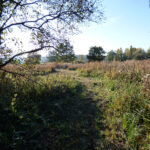 Marais de Jarcy (Le Geai, octobre 2015)