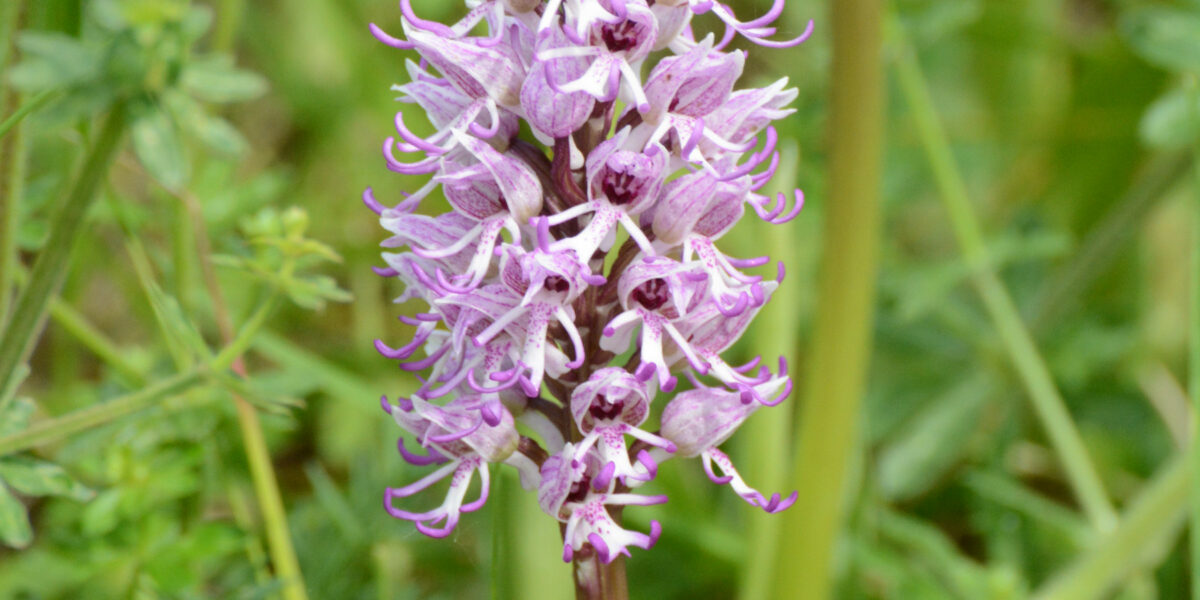 Orchidées (Le Geai, mai 2020)