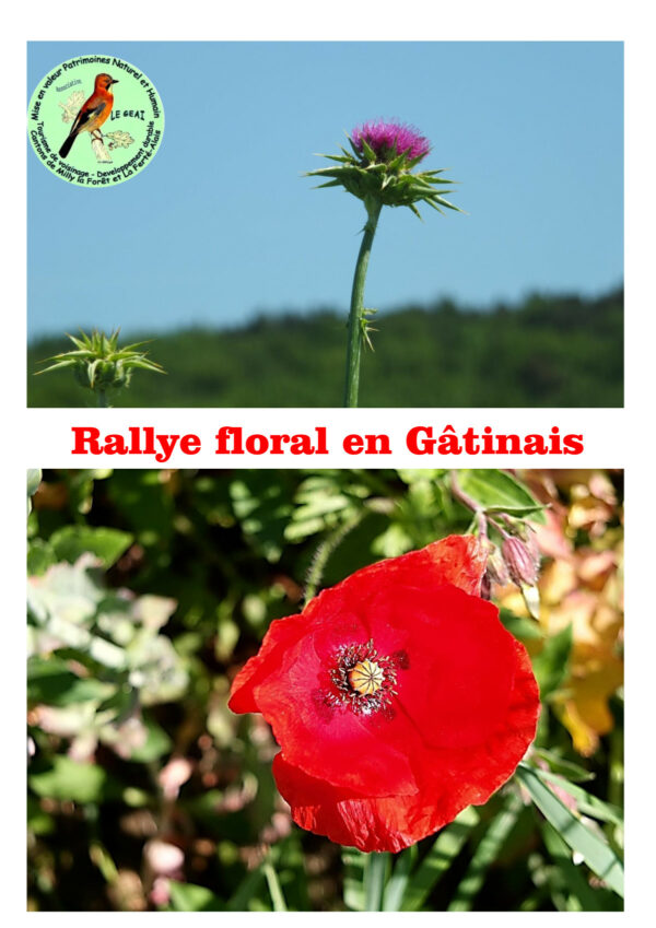 Rallye floral en Gâtinais