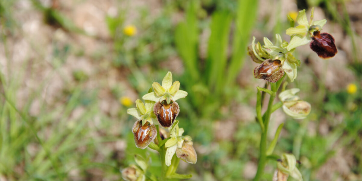 Une orchidée (photo Le Geai, mai 2016)