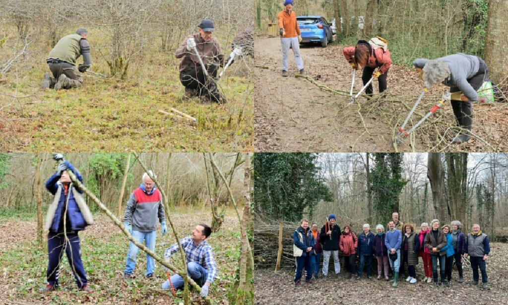 Sortie Orchidées en lumière, février 2023 (Photos Boutigny et P. Bricher)